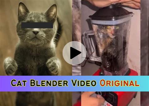 cat in a blender twitter|What Is The Disturbing Cat Blender Video And Why Are They。